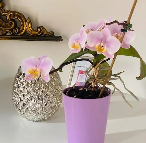 Apartment Val Rosandra